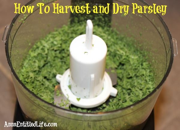 How To Harvest and Dry Parsley