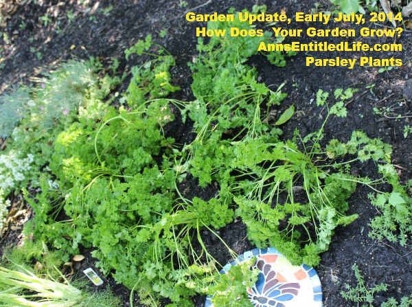 Garden Update, Early July, 2014