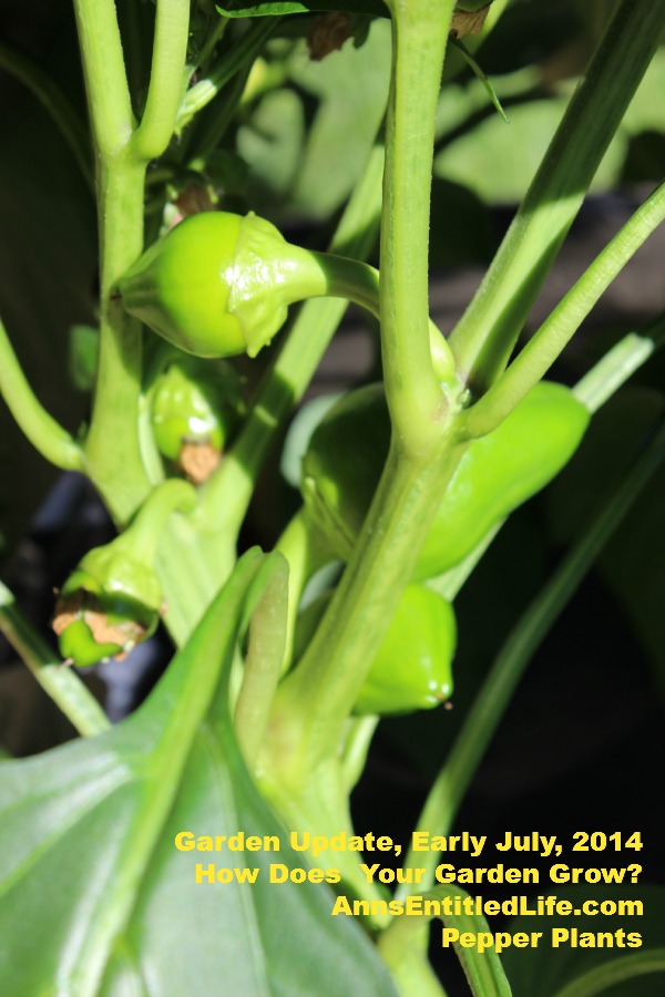 Garden Update, Early July, 2014