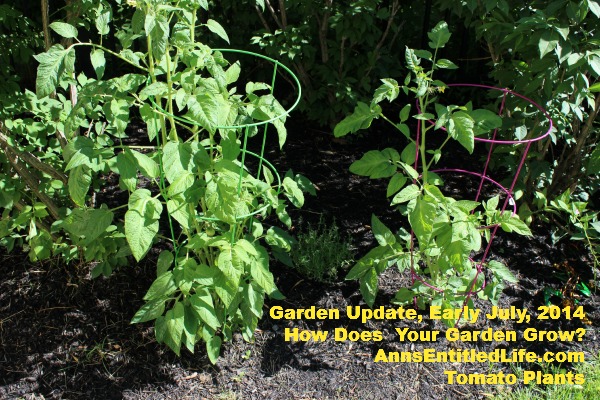 Garden Update, Early July, 2014