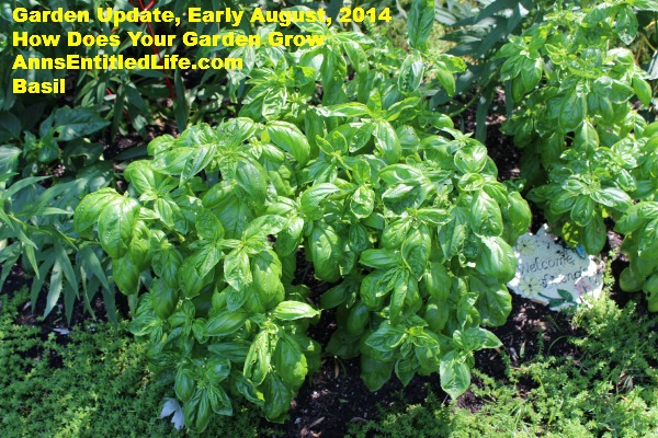 Garden Update, Early August,  2014