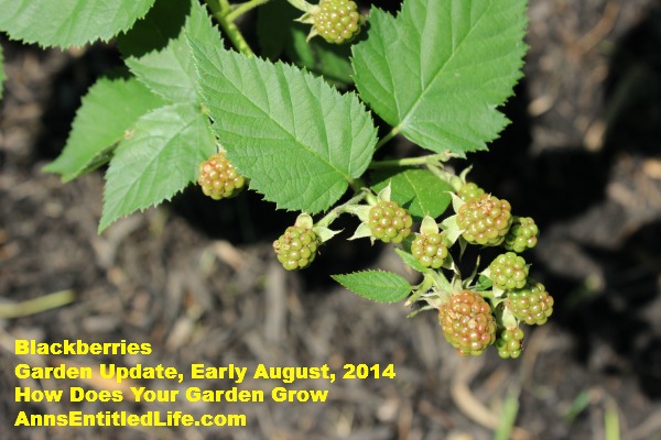 Garden Update, Early August,  2014