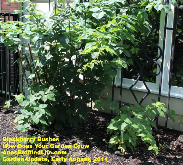 Garden Update, Early August,  2014