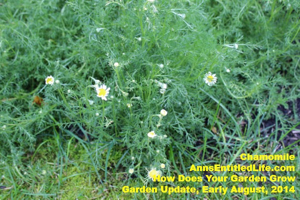 Garden Update, Early August,  2014