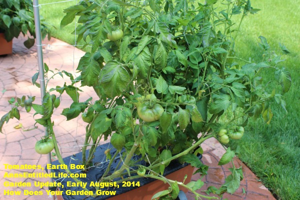 Garden Update, Early August,  2014