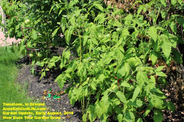 Garden Update, Early August,  2014