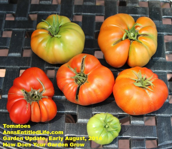 Garden Update, Early August,  2014