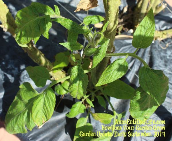 Garden Update, Early September, 2014