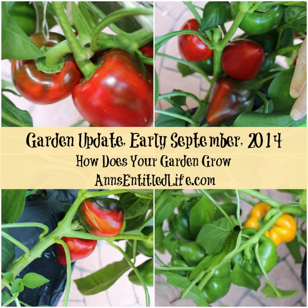 Garden Update, Early September, 2014