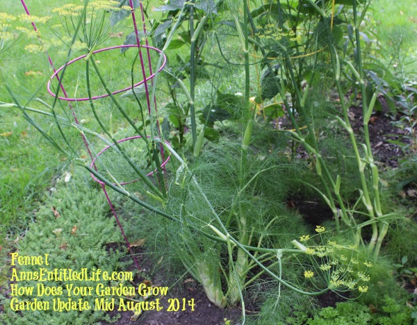 Garden Update, Mid August, 2014