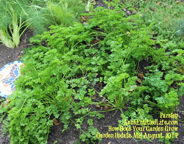 Garden Update, Mid August, 2014