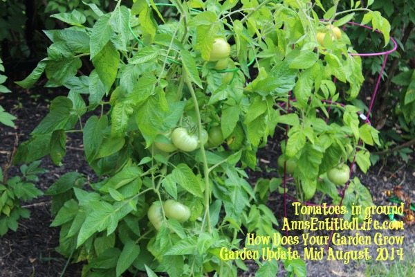 Garden Update, Mid August, 2014