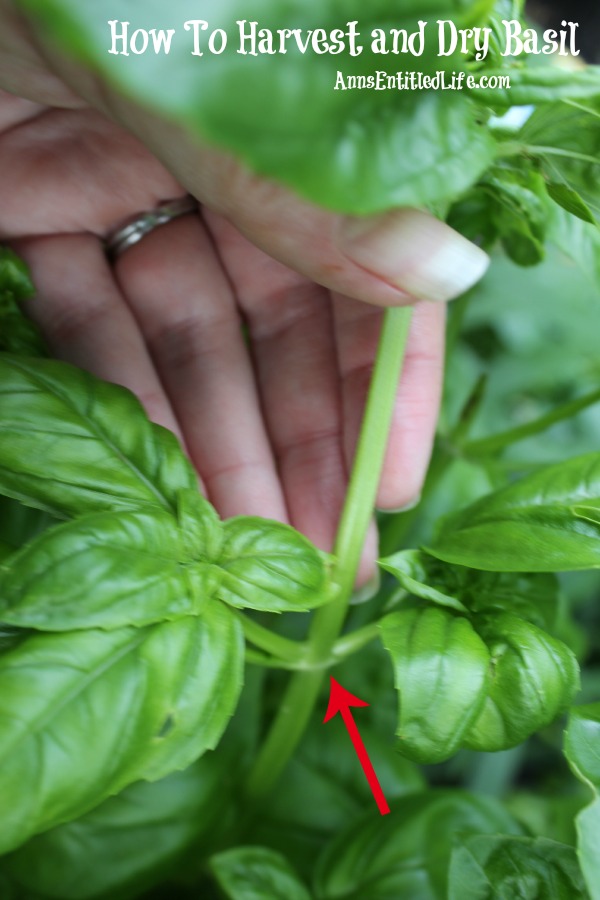 How To Harvest and Dry Basil
