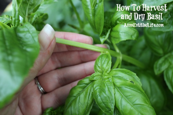 How To Harvest and Dry Basil