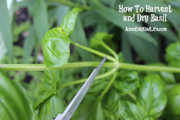 How To Harvest and Dry Basil