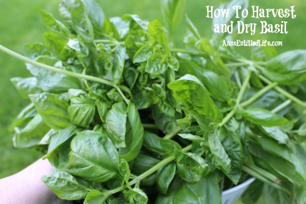 How To Harvest and Dry Basil
