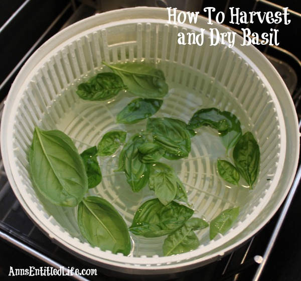 How To Harvest and Dry Basil