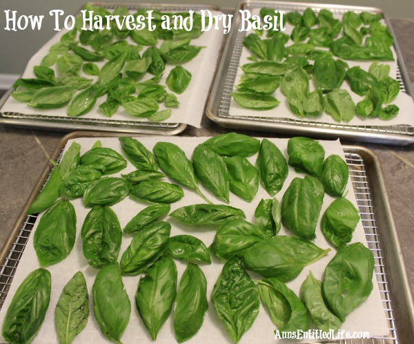 How To Harvest and Dry Basil