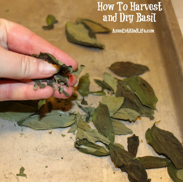 How To Harvest and Dry Basil