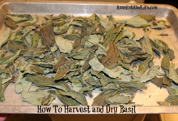 How To Harvest and Dry Basil