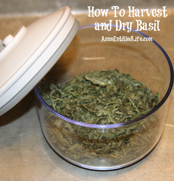 How To Harvest and Dry Basil