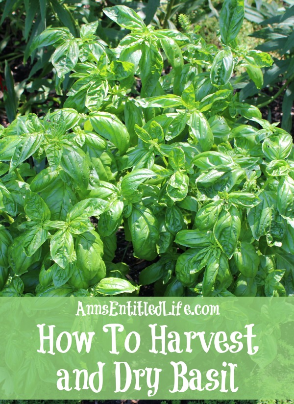 How To Harvest and Dry Basil. Basil is a great herb to grow that can be harvested throughout the summer growing season. Here are step by step instructions to harvesting, and drying, basil.