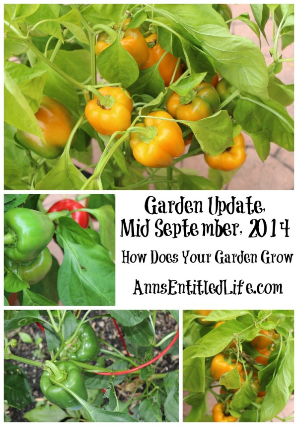 Garden Update, Mid September, 2014