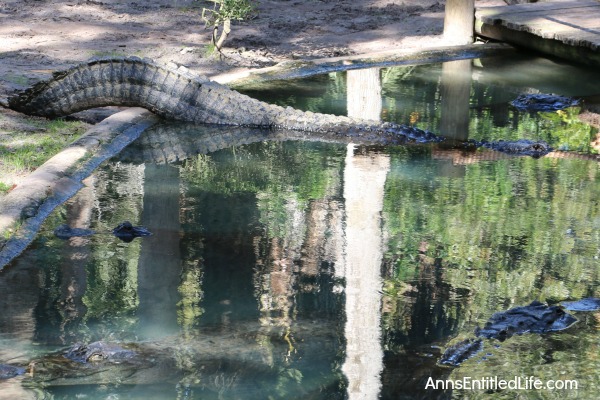 St. Augustine Alligator Farm