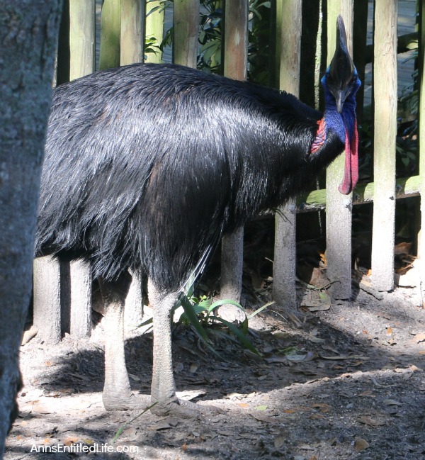 St. Augustine Alligator Farm