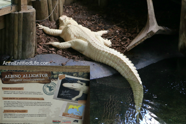 St. Augustine Alligator Farm