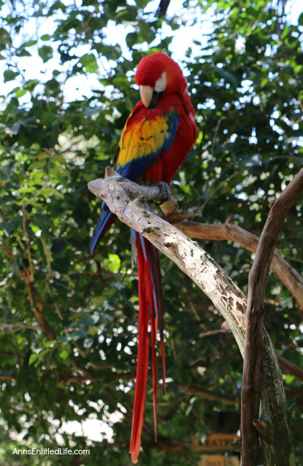 St. Augustine Alligator Farm