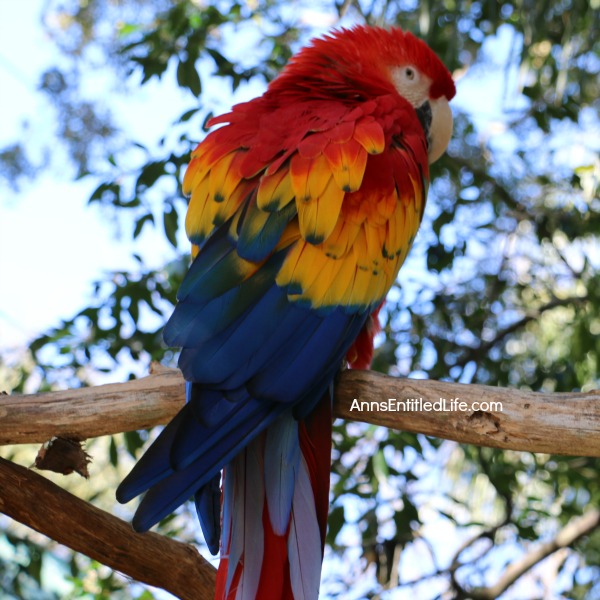 St. Augustine Alligator Farm