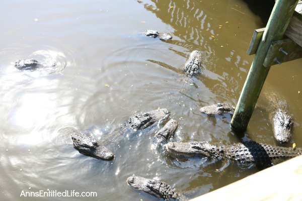 St. Augustine Alligator Farm
