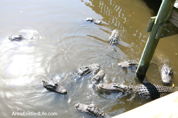 St. Augustine Alligator Farm