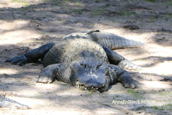 St. Augustine Alligator Farm