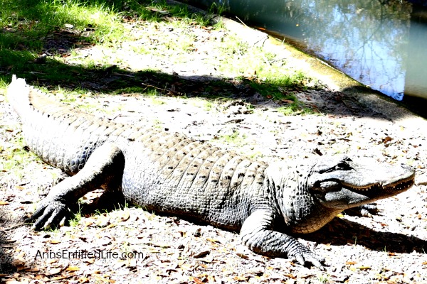 St. Augustine Alligator Farm