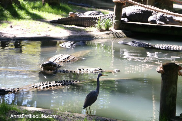 St. Augustine Alligator Farm