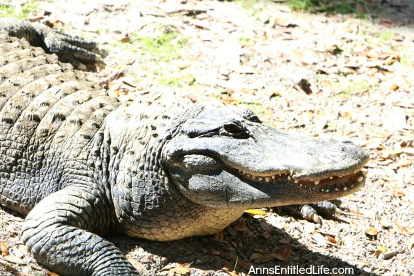 St. Augustine Alligator Farm