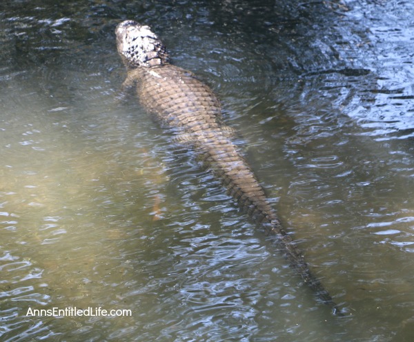 St. Augustine Alligator Farm