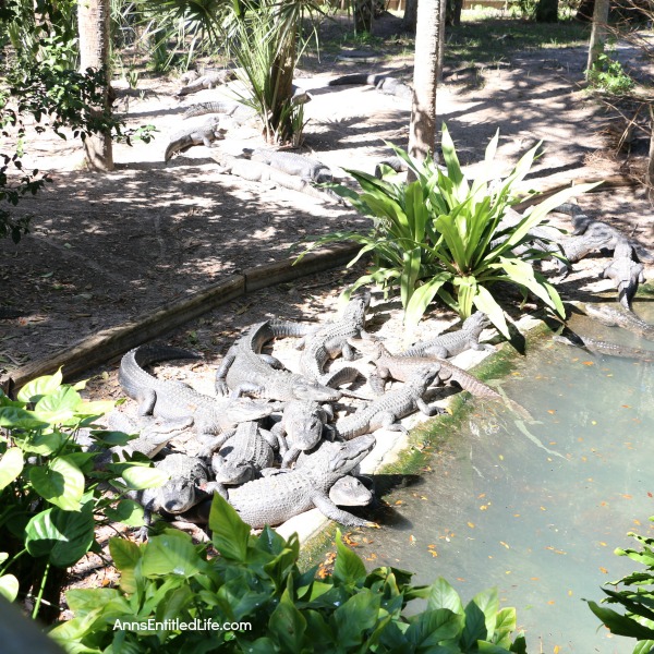 St. Augustine Alligator Farm