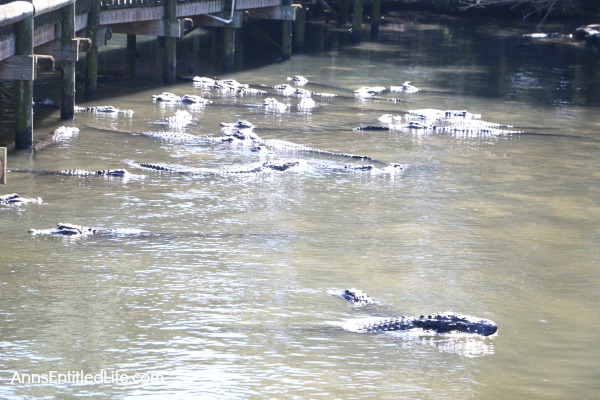 St. Augustine Alligator Farm