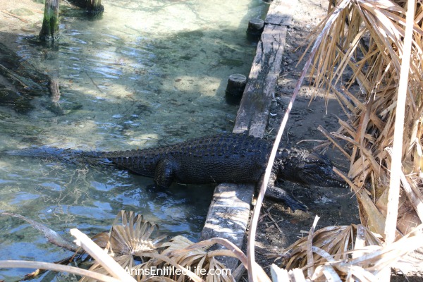 St. Augustine Alligator Farm