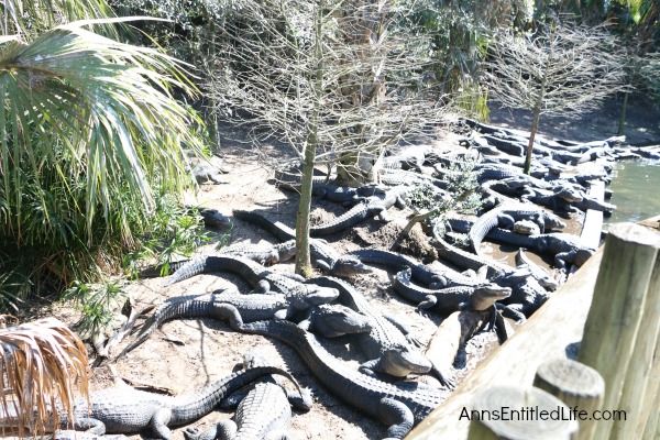 St. Augustine Alligator Farm