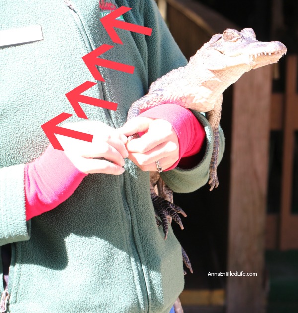 St. Augustine Alligator Farm