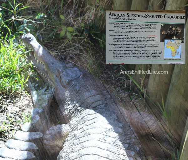 St. Augustine Alligator Farm