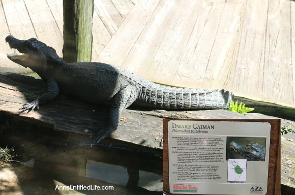 St. Augustine Alligator Farm