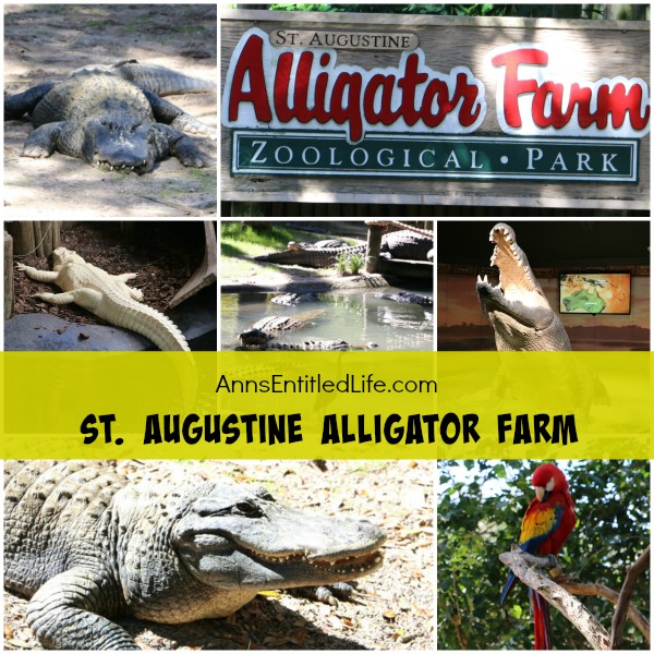 St. Augustine Alligator Farm. Hubby and I went to the St. Augustine Alligator Farm Zoological Park a few weeks ago. This is my review of the St. Augustine Alligator Farm Zoological Park, as well as photographs and tidbits of information about the zoo.