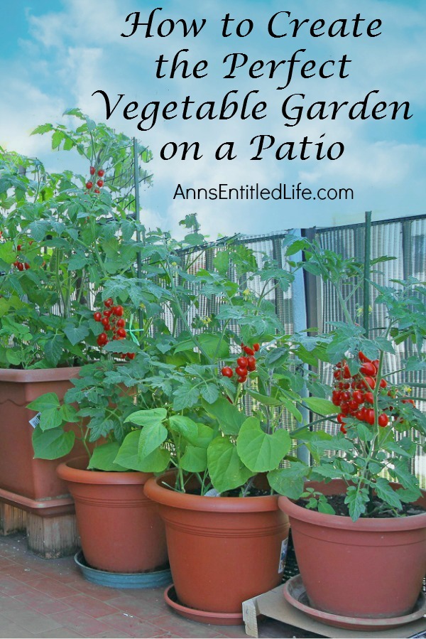 four large potted tomato plants on a terrace