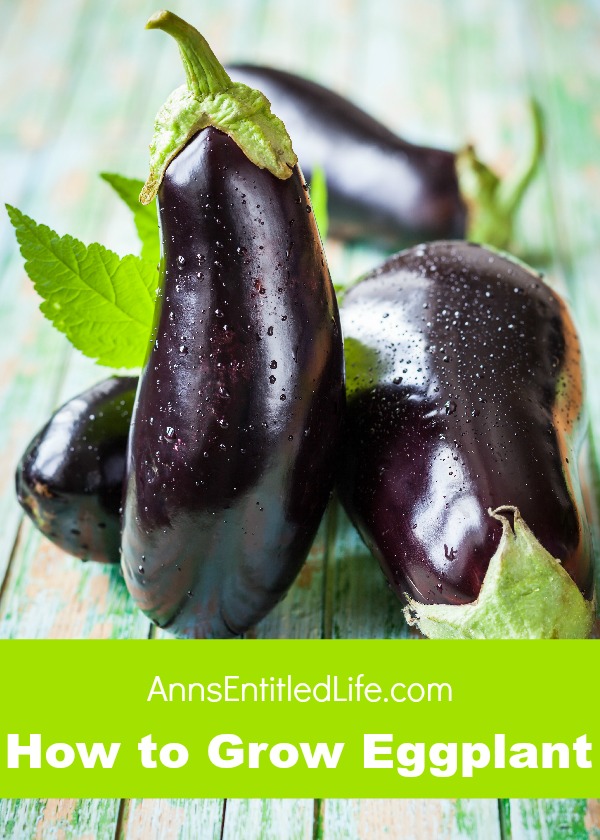 How to Grow Eggplant. Eggplant comes in many different varieties and colors. Some of them even bear fruit. No matter what type of eggplant you choose to grow, there are several things that you should consider before making a decision on what type you should plant.