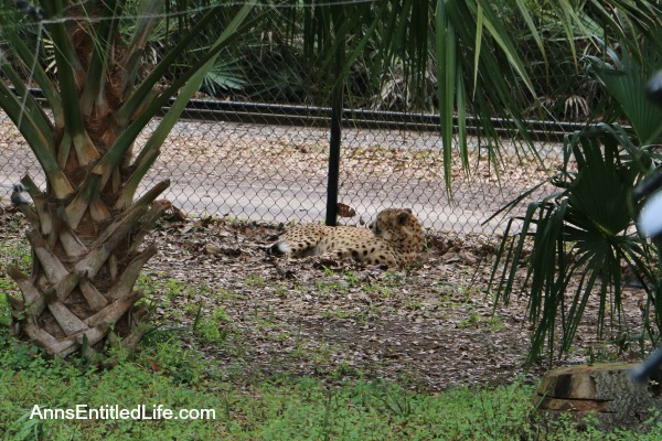 The Jacksonville Zoo